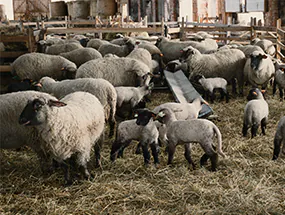 eclairage pour étable